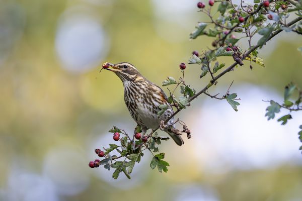 Redwing