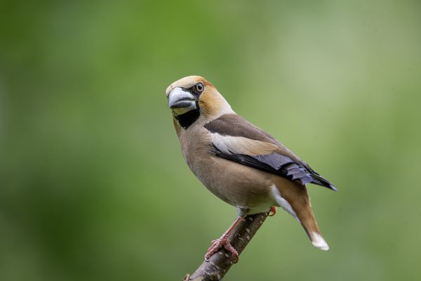 Appelvink