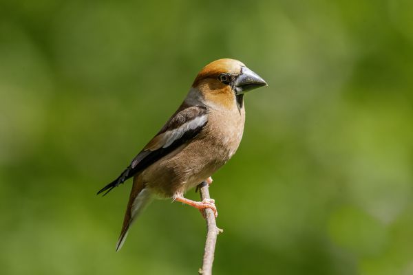 Appelvink
