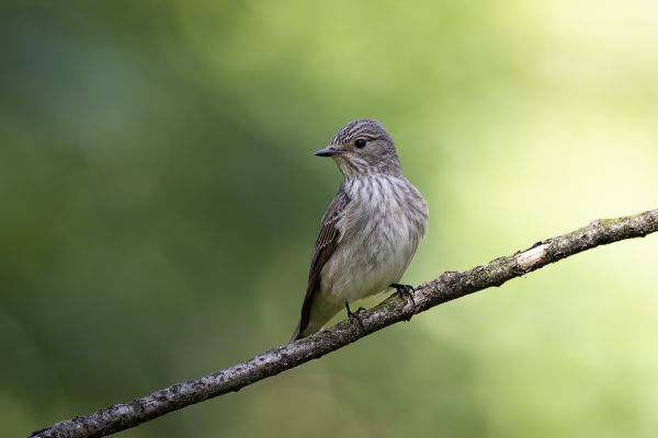 Grauwe vliegenvanger