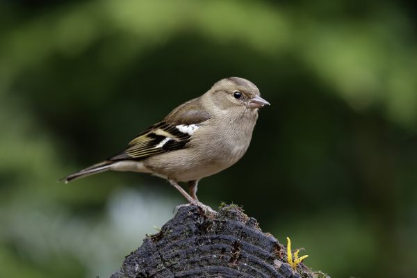 Vink