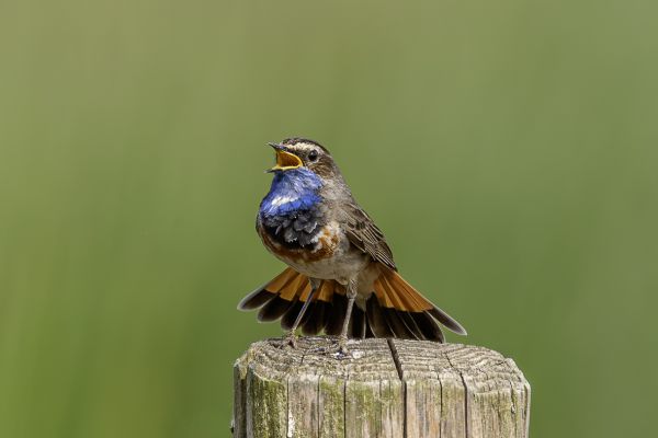 Bluethroat