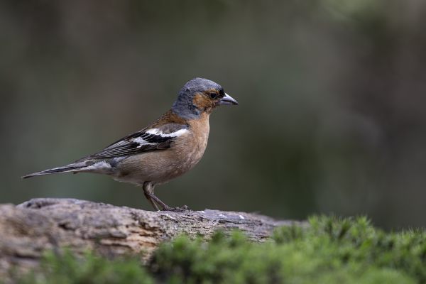 Vink