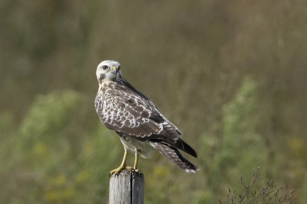 Buizerd