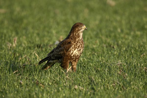 Buizerd