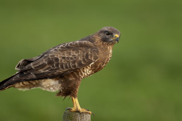 Buizerd