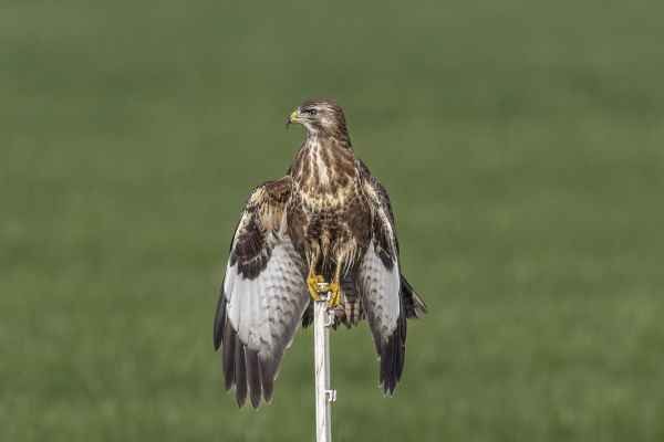 Buizerd