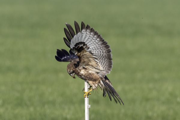 Buizerd