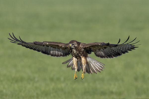 Buizerd