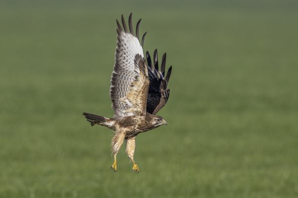 Buizerd