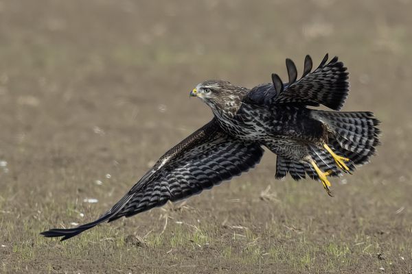 Buizerd
