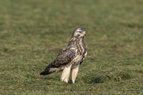 Buizerd
