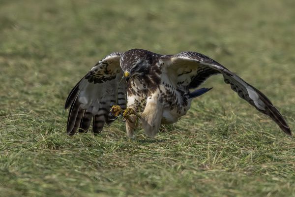 Buizerd