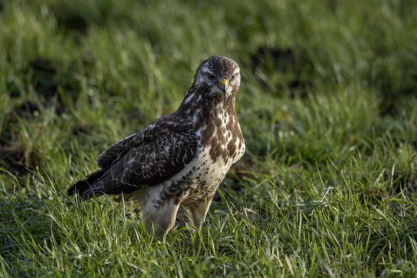 Buizerd