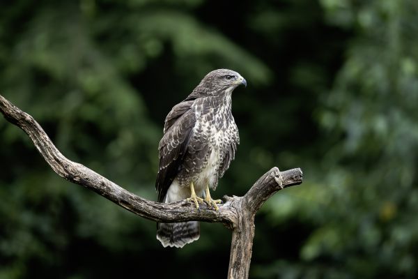 Buizerd