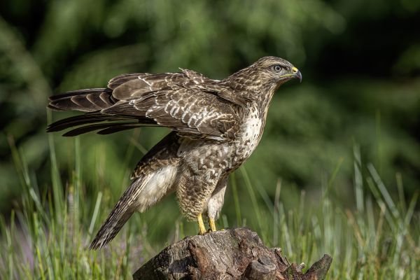 Buizerd