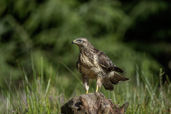 Buizerd
