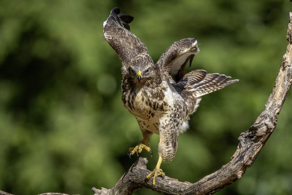 Buizerd