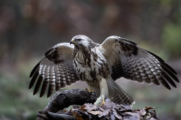 Buizerd