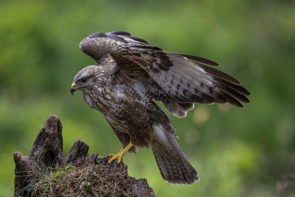 Buizerd