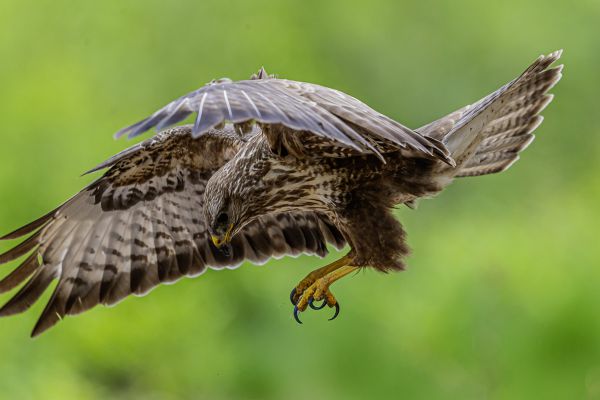 Buizerd