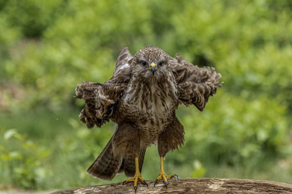 Buizerd