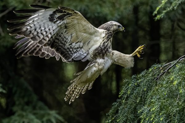 Buizerd