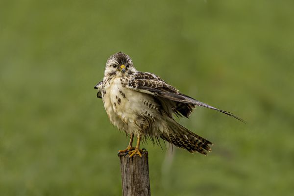 Buizerd