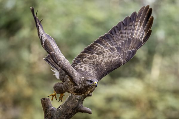 Buizerd