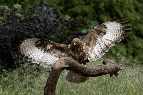 Buizerd