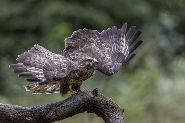 Buizerd
