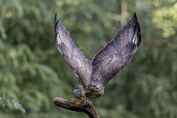 Buizerd