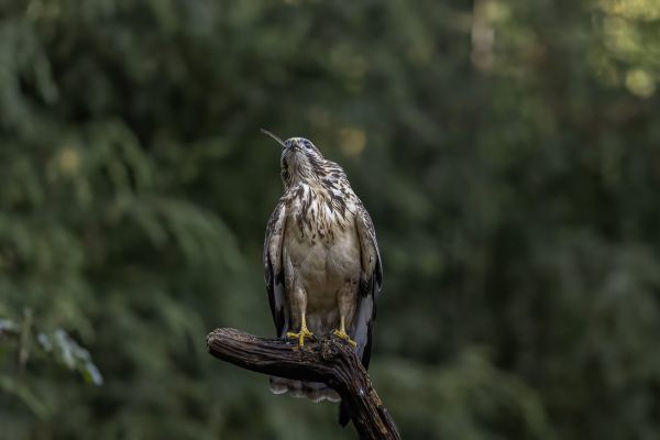 Buizerd