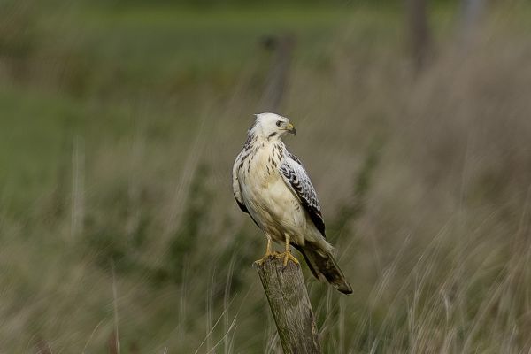 Buizerd