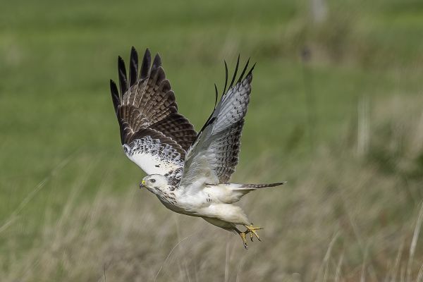 Buizerd