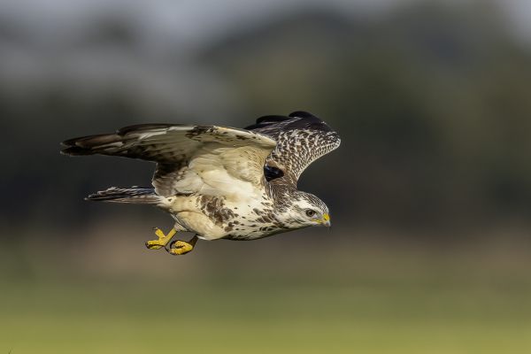 Buizerd