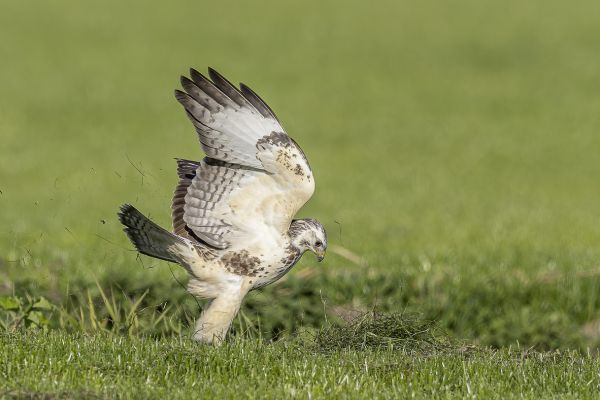 Buizerd