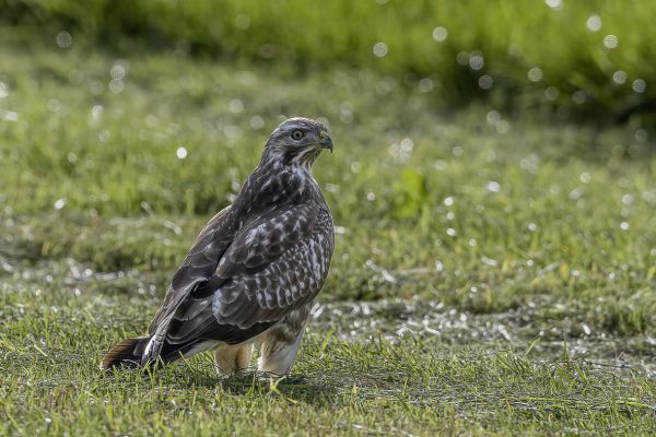 Buizerd