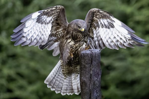 Buizerd