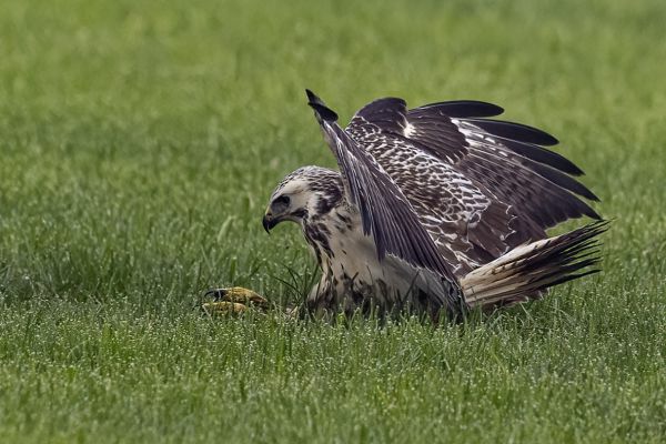 Buizerd