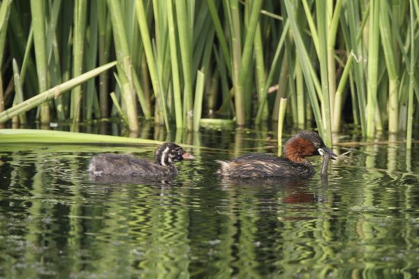 Little Grebe