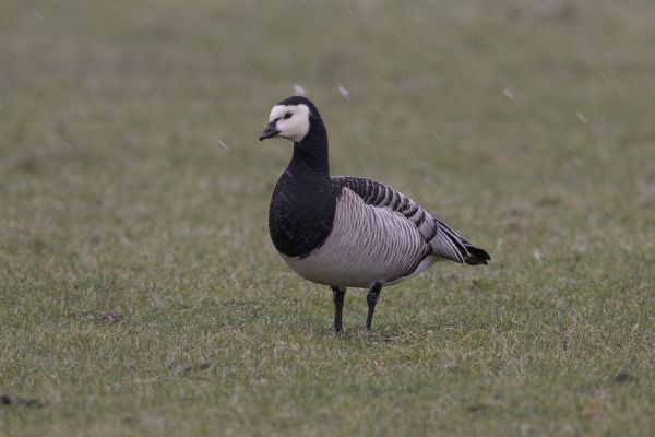 Barnacle Goose