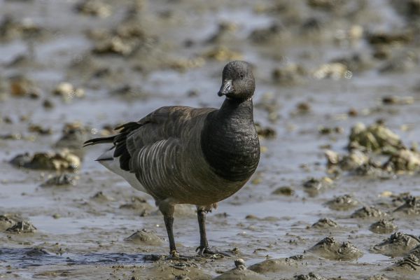 Dark-bellied Brant