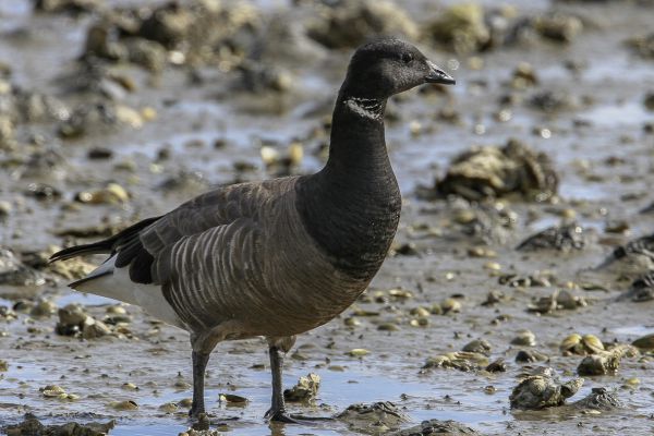 Dark-bellied Brant