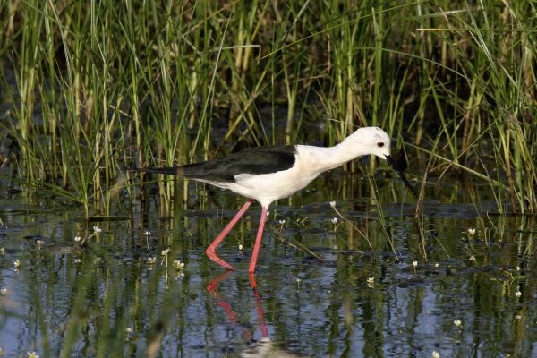 Black-winged Stilt