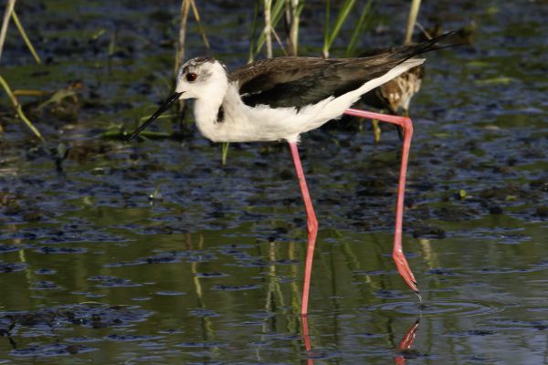 Black-winged Stilt