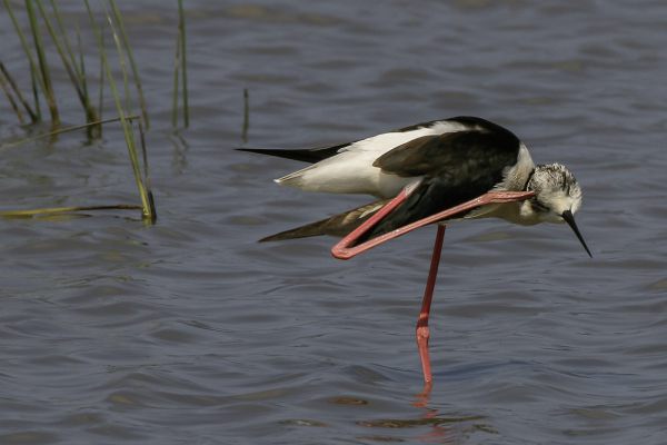 Black-winged Stilt