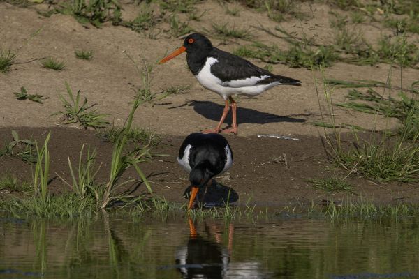 Eurasian Oystercatcher