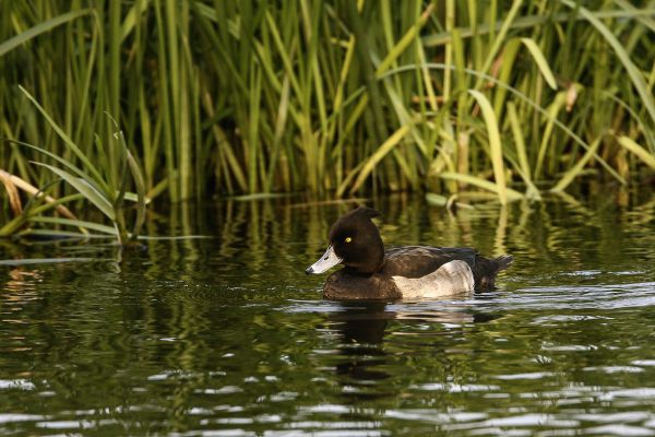 Tufted Duck