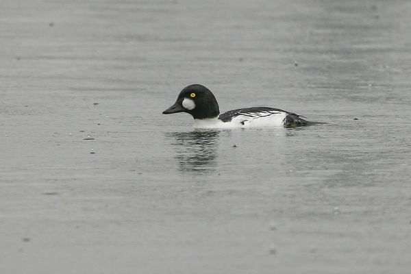 Common Goldeneye